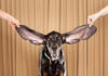 Собака с самыми длинными ушами: Харбор