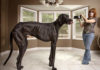 Самый высокий собака: Зевс
