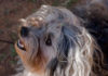 Самая редкая порода собак: Лион-бишон