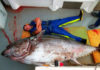 Самый большой тунец: 411,6 кг