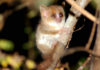 Самый маленький примат: Карликовый мышиный лемур