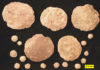 Самые большие микробы - ископаемые Нуммулиты